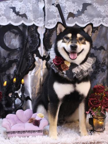 20231008ココくん